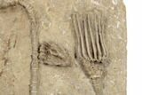 Four Detailed Fossil Crinoids - Crawfordsville, Indiana #188690-2